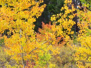 fall tapestery at Ginty Creek