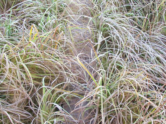 frosty sedges at Ginty Creek