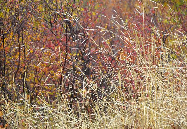 grass with dwarf birch at Ginty Creek