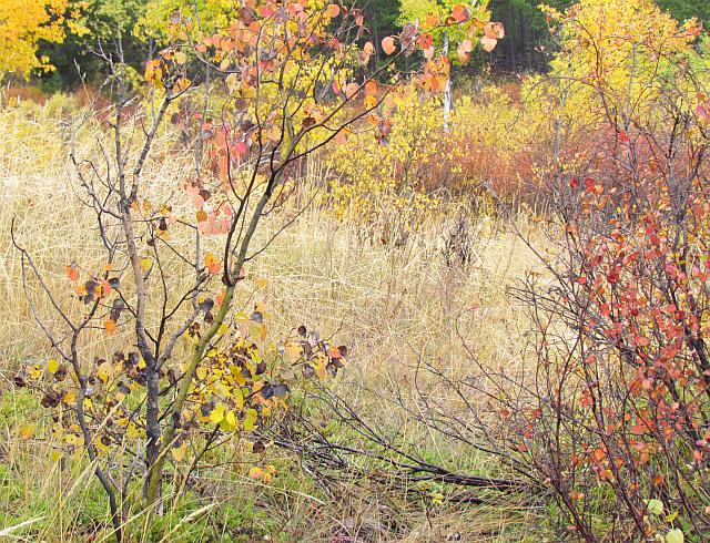 grassy knoll at Ginty Creek