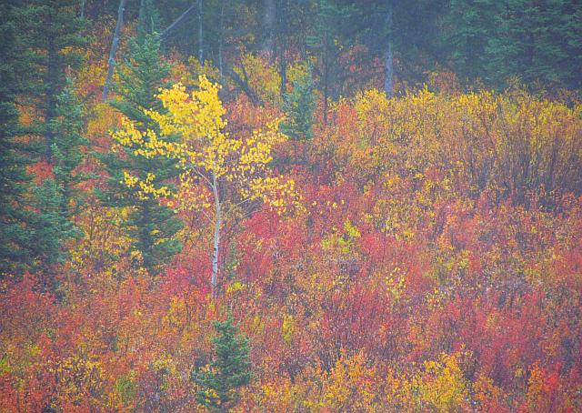 lone aspen in Ginty Creek's wetlands