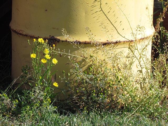 oil drum at Anahim Lake