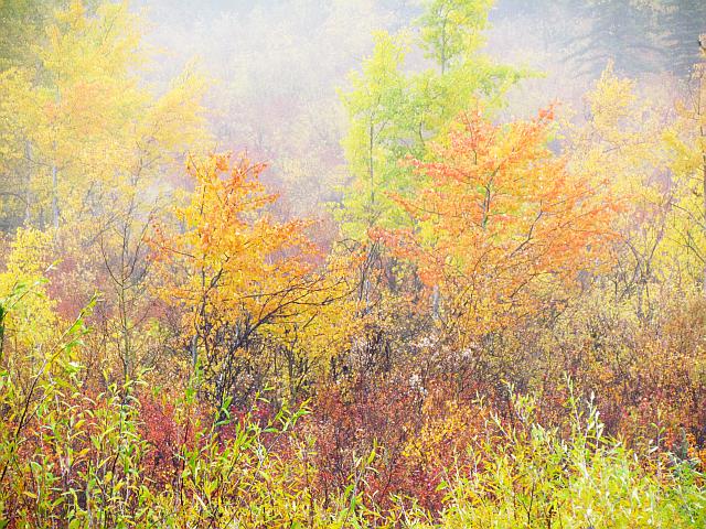 orange aspens at Ginty Creek