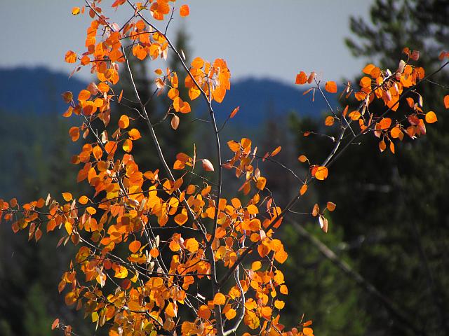 red aspens agaisnt a gloomy sky