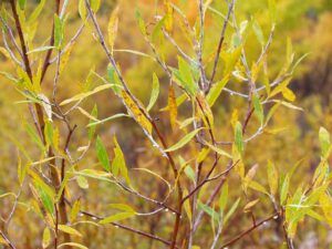 swirly willows at Ginty Creek 