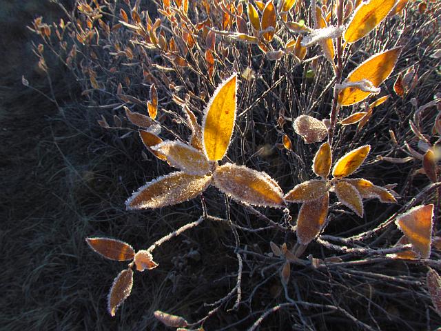 ice-rimmed willow leaves.