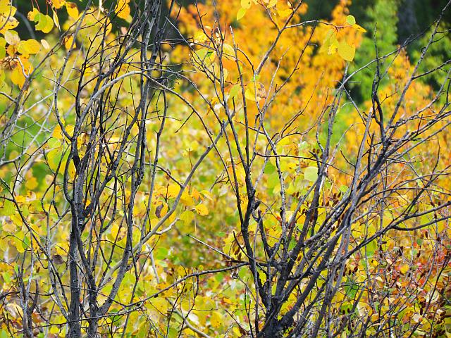 willow twigs at Ginty Creek