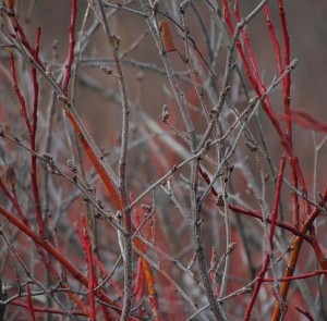 dwarf birch and willow at Ginty Creek