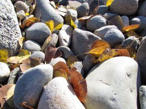leaves and stones along the McClinchy River