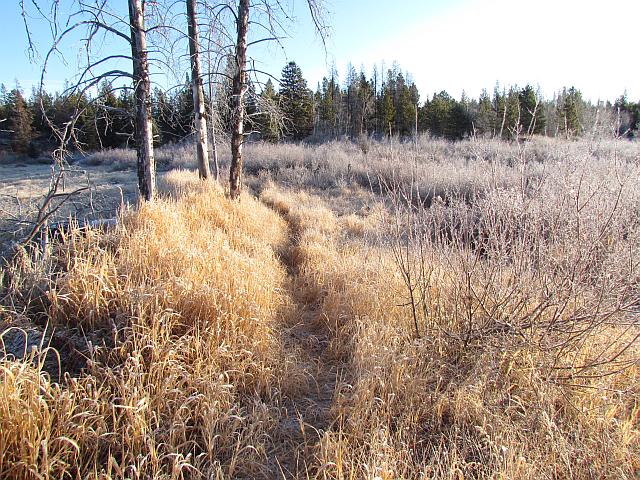 birch meadow at Ginty Creek