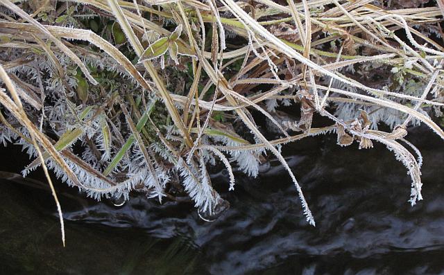 plants by Ginty Creek