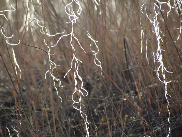 rock cress seedheads