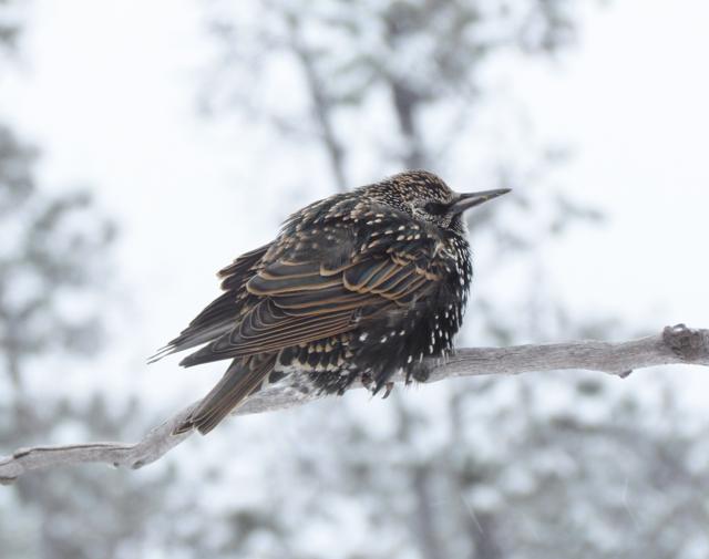 starling at Ginty Creek