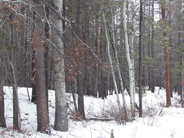 lodgepole pines and aspens at Ginty Creek