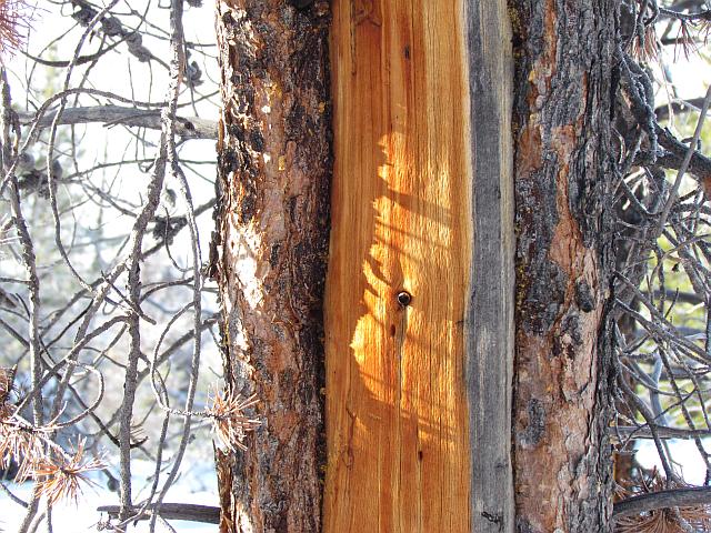 winter tree trunk