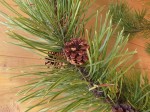 lodgepole pine cones