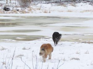 flooded ice at Ginty Creek