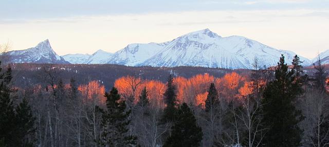 light on cottonwoods