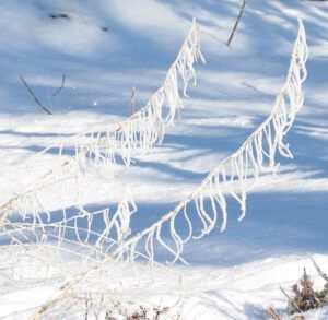 rock cress seed stalks