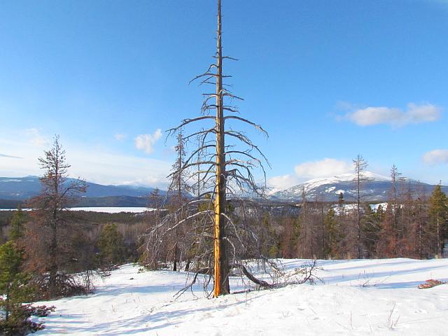 north bluff snag at Ginty Creek.