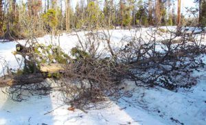 windfall at Ginty Creek