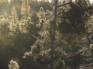 trees rimmed with frost at Ginty Creek