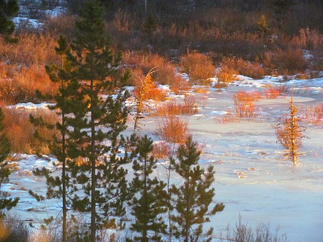 Ginty Creek evening light