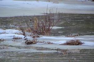 flooded pond at Ginty Creek