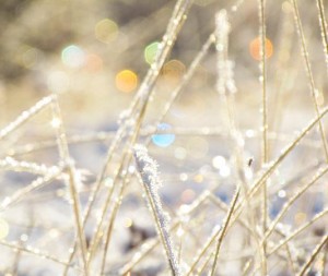 grass with frost lights, Ginty Creek