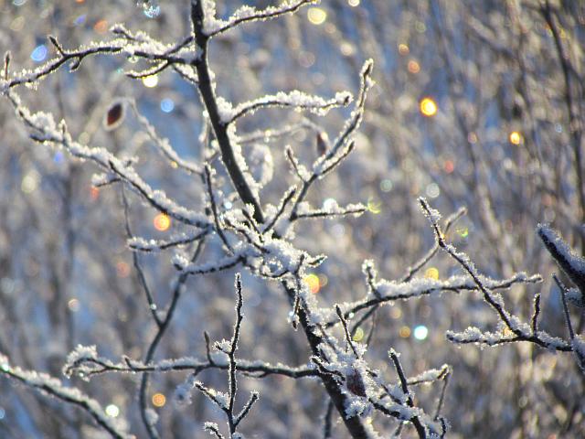 frost lights at Ginty Creek