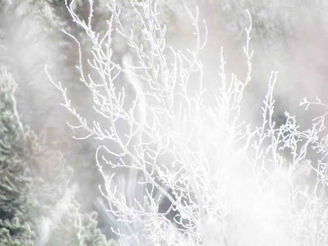 frosty dwarf birch