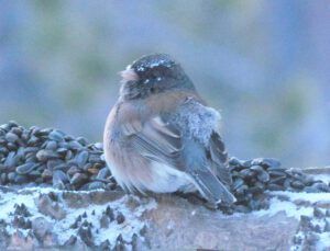 junco at Ginty Creek