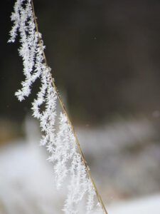 rock cress