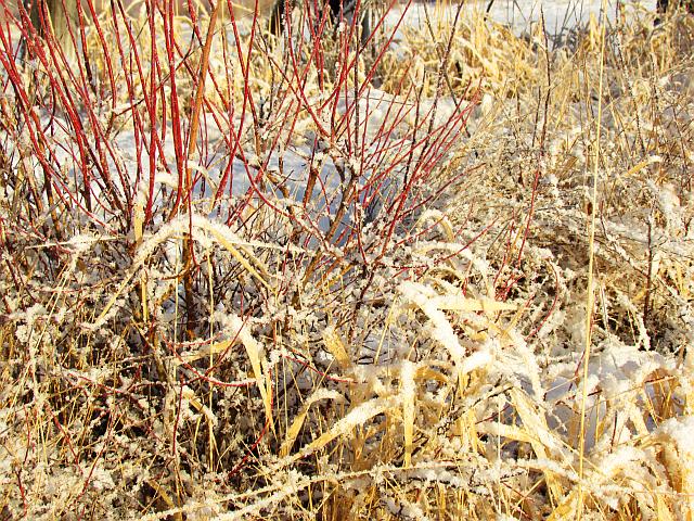 sedges and willow at Ginty Creek