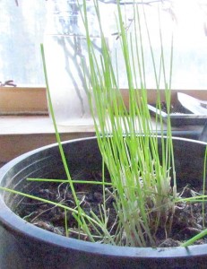 kitchen window chives