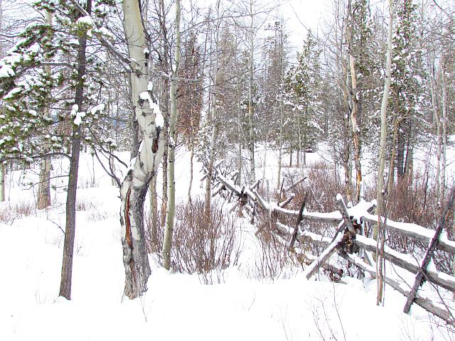 fence at Ginty Creek