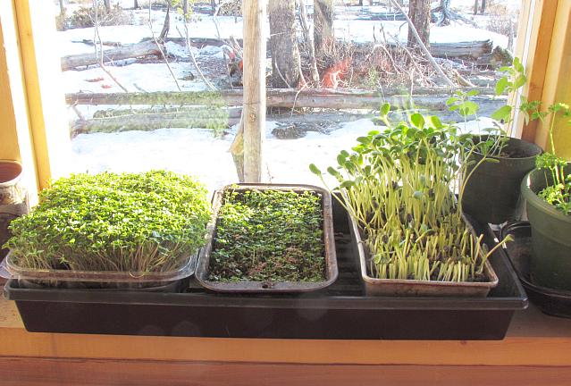 sunflower, aruguula and kale sprouts