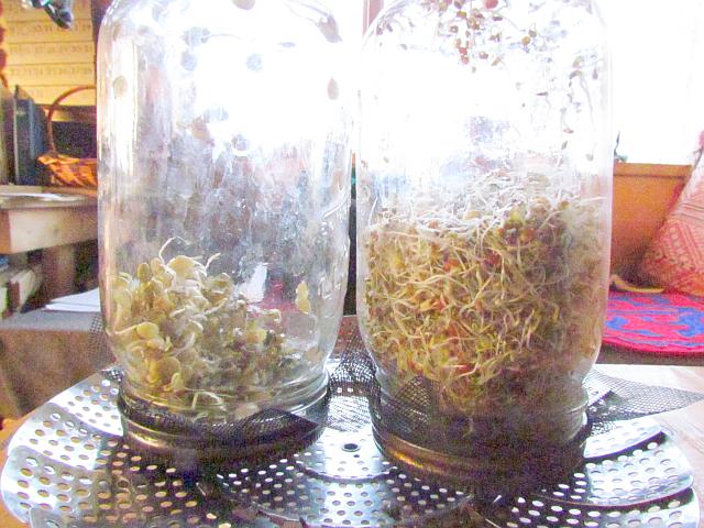 alfalfa and lentil sprouts