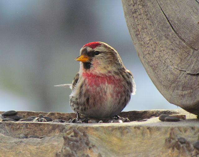 redpoll at Ginty Creek
