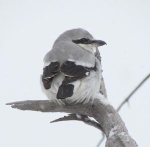 northern shrike