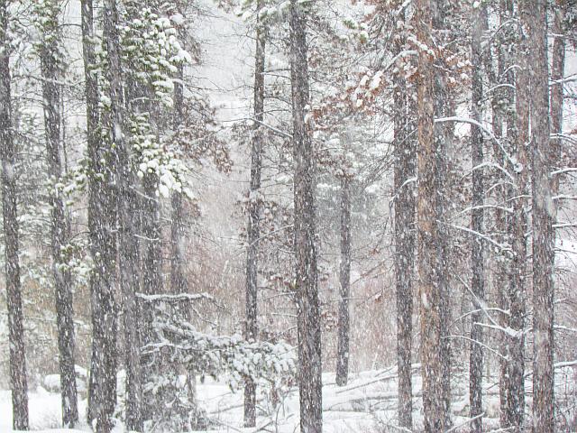 snow at Ginty Creek