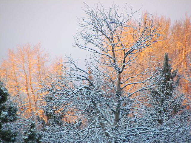 cottonwoods in early sun