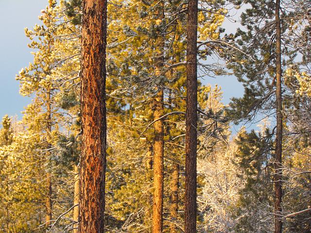 pines in sunlight