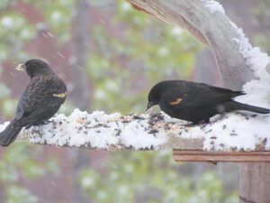 redwing blackbirds