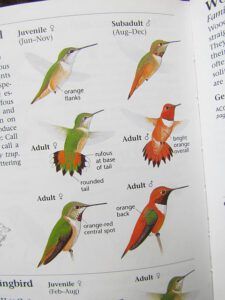 Sibleys Field Guide to Birds of Western North America