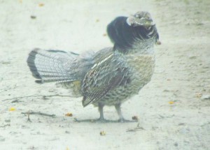 ruffed grouse