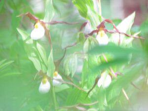 mocassin orchid in grass