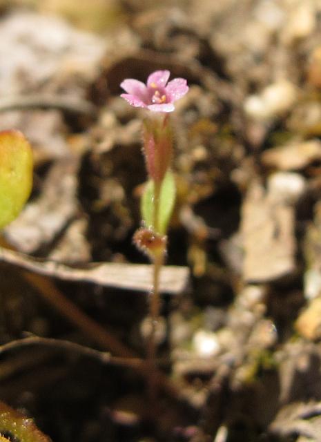 brewer's monkeyflower