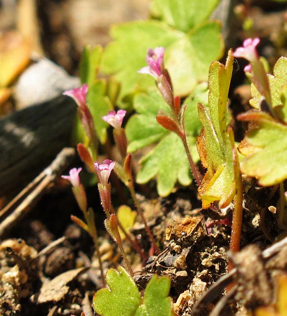 mimulus breweri