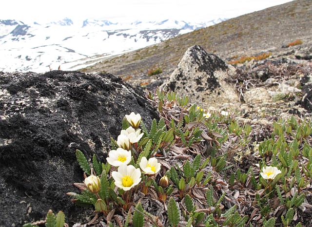 mountain avens